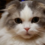 スコティッシュ・フォールド