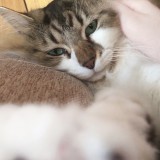 ミックス(雑種)、その他長毛種