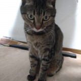 ミックス(雑種)、その他
