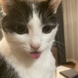 ミックス(雑種)、その他短毛種