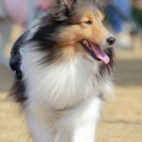 ミックス(雑種)、その他中型犬