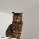 ミックス(雑種)、その他短毛種