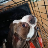ミックス(雑種)、その他中型犬