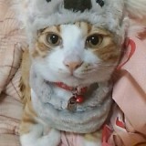ミックス(雑種)、その他短毛種