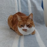 ミックス(雑種)、その他短毛種