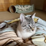 ミックス(雑種)、その他短毛種