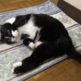 ミックス(雑種)、その他短毛種