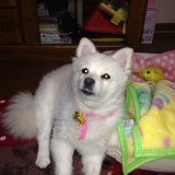 ミックス(雑種)、その他小型犬