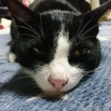 ミックス(雑種)、その他短毛種