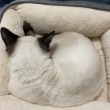 ミックス(雑種)、その他短毛種