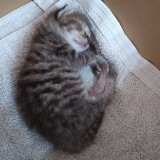 ミックス(雑種)、その他短毛種