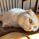 ミックス(雑種)、その他短毛種