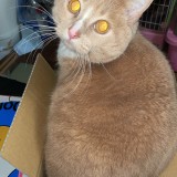 ミックス(雑種)、その他長毛種