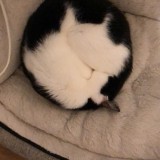 ミックス(雑種)、その他短毛種