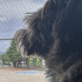 ミックス(雑種)、その他小型犬