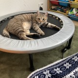 ミックス(雑種)、その他短毛種