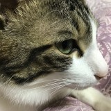 ミックス(雑種)、その他