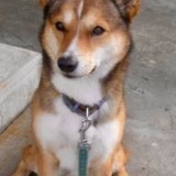 ミックス(雑種)、その他中型犬