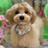ミックス(雑種)、その他小型犬