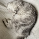 アメリカンショートヘア