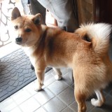 ミックス(雑種)、その他中型犬