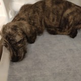 ミニチュア・ダックスフンド