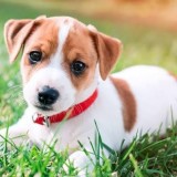 ミックス(雑種)、その他小型犬