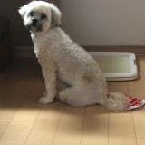 ミックス(雑種)、その他小型犬