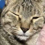 ミックス(雑種)、その他短毛種