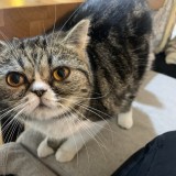 ミックス(雑種)、その他短毛種
