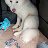 ミックス(雑種)、その他中型犬