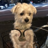 ミックス(雑種)、その他小型犬