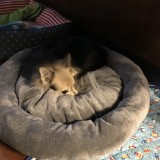 チワワ