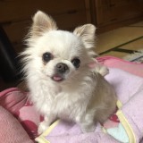 チワワ