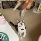 ミックス(雑種)、その他短毛種