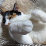 ミックス(雑種)、その他短毛種