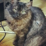 ミックス(雑種)、その他長毛種