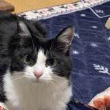 ミックス(雑種)、その他長毛種