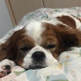 ミックス(雑種)、その他中型犬