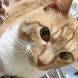ミックス(雑種)、その他短毛種