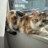 ミックス(雑種)、その他短毛種