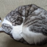 ミックス(雑種)、その他短毛種