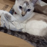 ミックス(雑種)、その他短毛種