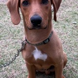 ミックス(雑種)、その他中型犬