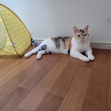 ミックス(雑種)、その他短毛種