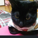 ミックス(雑種)、その他短毛種