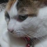 ミックス(雑種)、その他短毛種