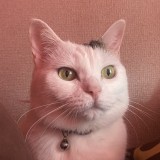 ミックス(雑種)、その他短毛種