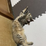 ミックス(雑種)、その他短毛種
