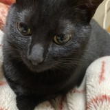 ミックス(雑種)、その他長毛種